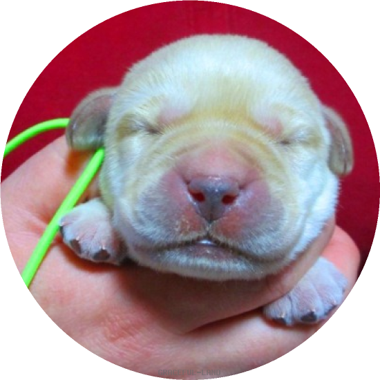 男の子グリーン(A child of & ) 男の子グリーン